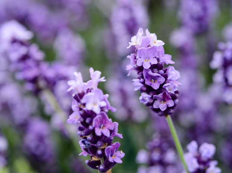 lavender perfume